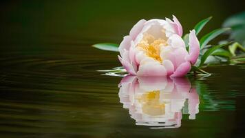 ai generiert schön Pfingstrose Blume isoliert auf Wasser Oberfläche, ausströmend Ruhe foto