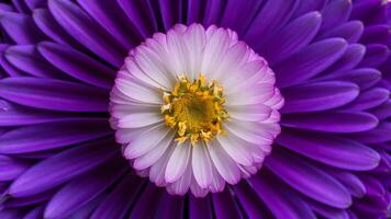 ai generiert schön Blume Makro Schuss mit violett Blütenblätter wie Hintergrund foto