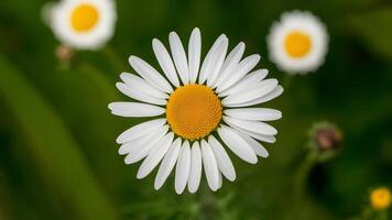 ai generiert vermuten das Gänseblümchen Kamille Blume mit fliegend Blütenblätter foto