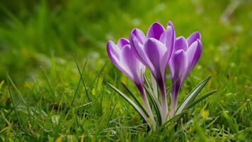 ai generiert lila Krokus Blume Hintergrund Hintergrund mit schön Grün Gras foto