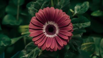 ai generiert lila Gerbera Blume auf Weiß isoliert Hintergrund, Nein Schatten foto