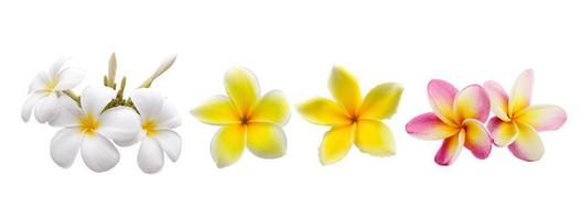 Frangipani-Blume isoliert auf weißem Hintergrund foto