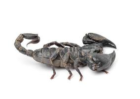 Skorpion isoliert auf weißem Hintergrund foto