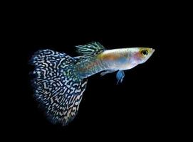 Guppy Haustier Fisch schwimmen isoliert auf schwarz foto