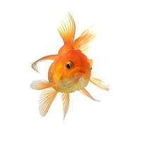 Goldfisch lokalisiert auf weißem Hintergrund foto