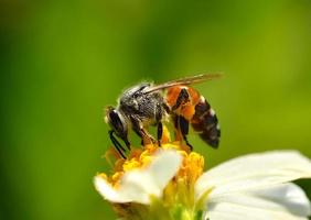 Nahaufnahme von Bienen auf Blume foto