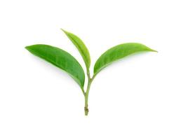grünes Teeblatt isoliert auf weißem Hintergrund foto