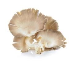 Austernpilz auf weißem Hintergrund foto