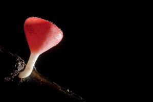 Regen schöner rosa Champagner-Pilz auf Holz ausgekleidet foto