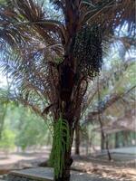 Arena Ohrmuschel Obst hängend auf das Baum. Arena Saccharifera ist ein wirtschaftlich wichtig Feder Palme einheimisch zu tropisch Asien, von östlichen Indien Osten zu Malaysia, Indonesien, und das Philippinen foto