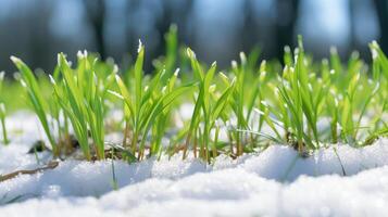 ai generiert Grün Gras im diese jetzt im ein sonnig Tag foto