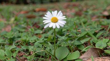 ai generiert Weiß Blume mit Gelb Center im Gras foto