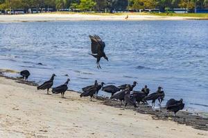 tropische schwarze geier fressen fischkadaver rio de janeiro brasilien. foto