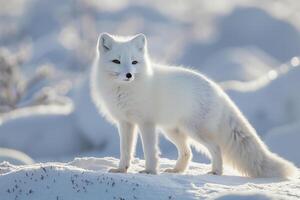 ai generiert Arktis Fuchs im schneebedeckt landschaft.generativ ai foto