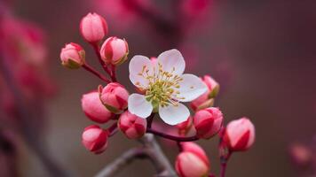 ai generiert sanft Hintergrund mit Rosa Knospen beinhaltet einer groß einstellen foto