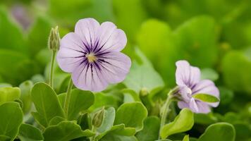 ai generiert Süss violett Viola Odorata isoliert auf makellos Weiß Hintergrund foto