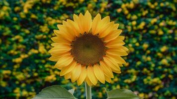 ai generiert Sonnenblume gegen ein Grün Blumen- Hintergrund strahlt aus natürlich Schönheit foto