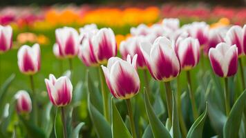 ai generiert Frühling verschwommen Hintergrund mit Ultra violett Weiß Tulpen, beschwingt foto