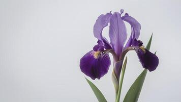 ai generiert isoliert lila Iris Blume fügt hinzu Eleganz zu makellos Weiß Hintergrund foto