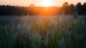 ai generiert Sommer- Wiese Dämmerung mit selektiv Fokus, abstrakt Jahrgang Hintergrund foto