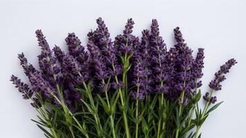 ai generiert schön Lavendel Blumen isoliert gegen sauber Weiß Hintergrund foto