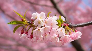 ai generiert Hintergrund von Kirsche blühen Baum im zart Rosa blühen foto