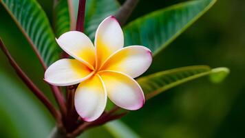 ai generiert Plumeria rauvolfioideae Pflanze blühen schmückt das heiter Hintergrund foto