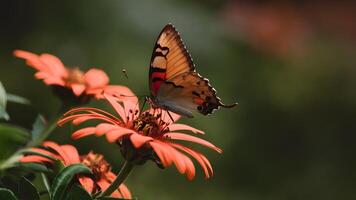 ai generiert braun Schmetterling auf Blume mit Blau braun Hintergrund foto