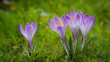 ai generiert schön Grün Gras Hintergrund zum lila Krokus Blume Hintergrund foto