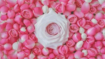 ai generiert Mischung von Rosa und Weiß schafft ein Sanft Rose Blütenblätter Hintergrund foto