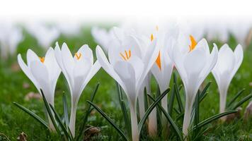 ai generiert sauber Weiß Hintergrund Highlights Blühen Weiß Krokus Blumen im Frühling foto