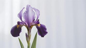 ai generiert isoliert lila Iris Blume fügt hinzu Eleganz zu makellos Weiß Hintergrund foto