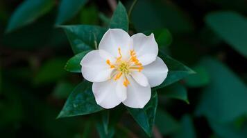 ai generiert isoliert Jasmin Blume präsentiert im schließen oben gegen Weiß foto