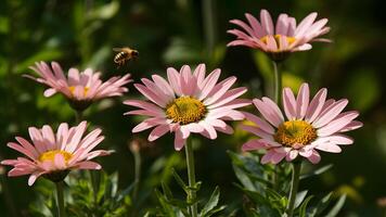 ai generiert Rosa Gänseblümchen sich aalen im Sonnenlicht wie ein Biene schwebt in der Nähe foto