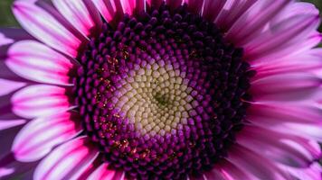 ai generiert Aussicht Makro schließen oben von violett Gerbera Blume mit schön Sanft Blütenblätter foto