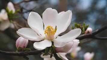 ai generiert schließen oben Bild von Weiß Süd- Magnolie Blüte, Louisiana Zustand Blume foto