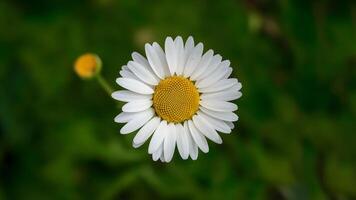 ai generiert Hand gemacht Ausschnitt Pfad isoliert Gänseblümchen Blume auf Weiß foto