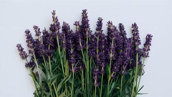 ai generiert schön Lavendel Blumen isoliert gegen sauber Weiß Hintergrund foto