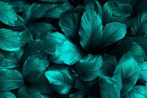 heiter Grün, abstrakt Textur von tropisch Blätter im der Natur umarmen. foto