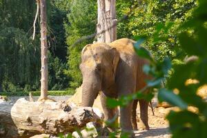 schön Elefant im das Park zum Tiere. Wiederherstellung von das Tier Bevölkerung. foto