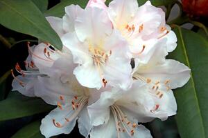 ein blühen Ast von Rhododendron im das Park im das Frühling. foto