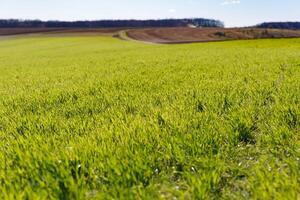 Frühling Gras auf das Feld, Grün Gras, Gras wächst auf das Feld, Feld im Frühling foto