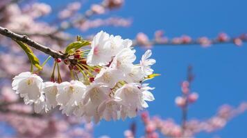 ai generiert Frühling Kirsche Blüten gegen heiter Blau Himmel Hintergrund foto