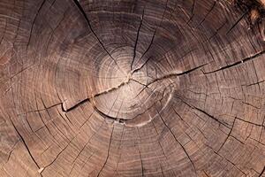 natürlich Schönheit, schließen oben von groß kreisförmig Holz Kreuz Sektion mit kompliziert Baum Ring Textur und Risse. foto