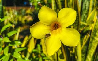 gelbe schöne tropische blumen und pflanzen in mexiko. foto