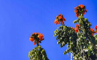 rot Orange Gelb Blumen Pflanzen im tropisch Wald Natur Mexiko. foto