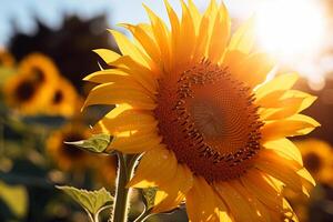 ai generiert ein Nahansicht von ein Sonnenblume im das Nachmittag Sonne. generativ ai foto