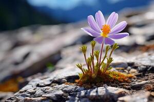 ai generiert ein Nahansicht von ein alpin Wildblume im blühen. generativ ai foto