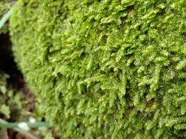 grünes Moos, das aufgewachsen ist, bedeckt die rauen Steine im Wald. mit Makroansicht anzeigen. Felsen voller Moos.