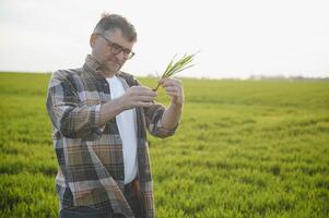 Porträt von Senior Farmer Stehen im Grün Weizen Feld. foto